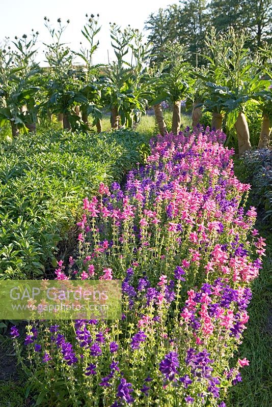 Salvia viridis 'Marble Arch' mix, Salvia officinalis, Salvia officinalis 'Icterina', Salvia officinalis 'Tricolor', Salvia officinalis Purpurascens and Cynara cardunculus covered to keep the stalks tender for eating
