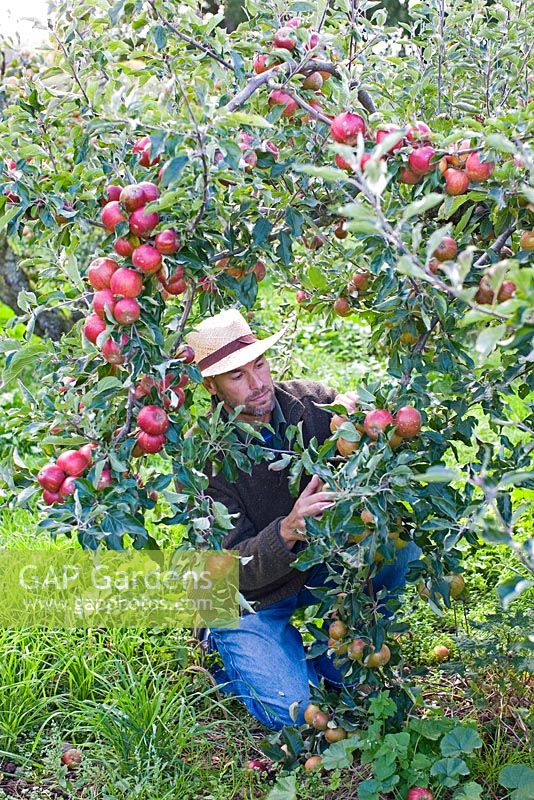 Man checking apples on tree
