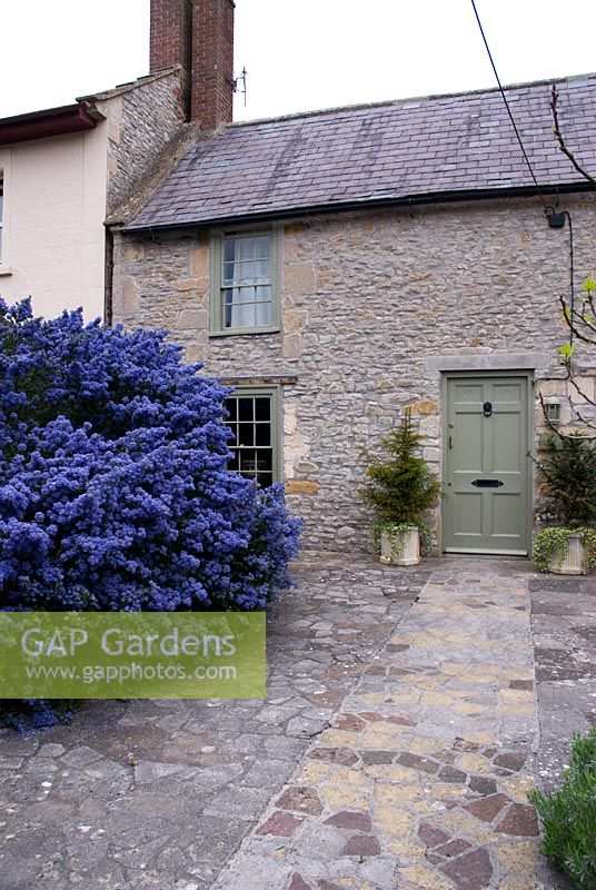Ceanothus in front of cottage
