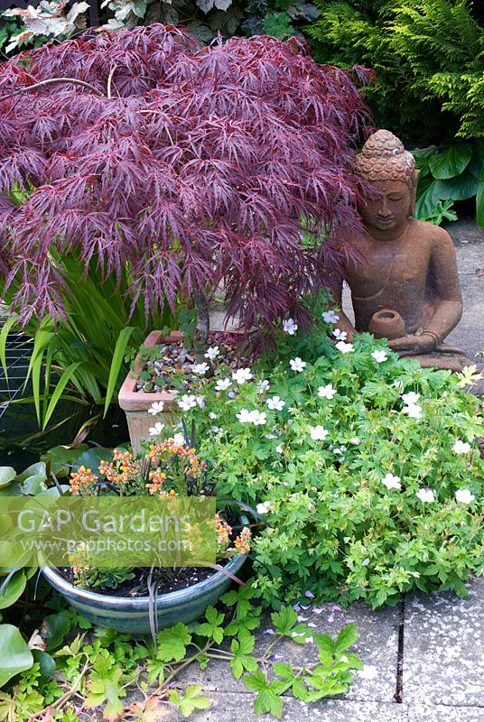Buddha sitting beside Acer palmatum 'Crimson Queen' with Geranium 'Rebecca Moss' and Echeveria planted with Ophiopogon planiscapus 'Nigrescens' 