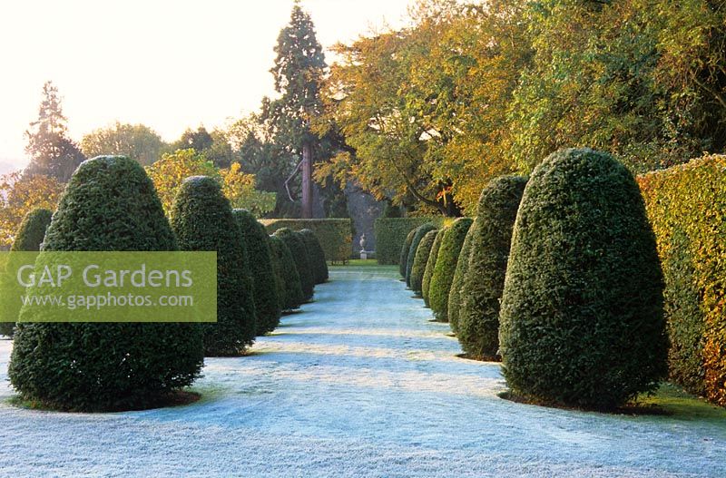 Taxus topiary avenue in frost at Broughton Grange, Oxfordshire