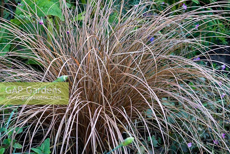 Carex comans 'Bronze'