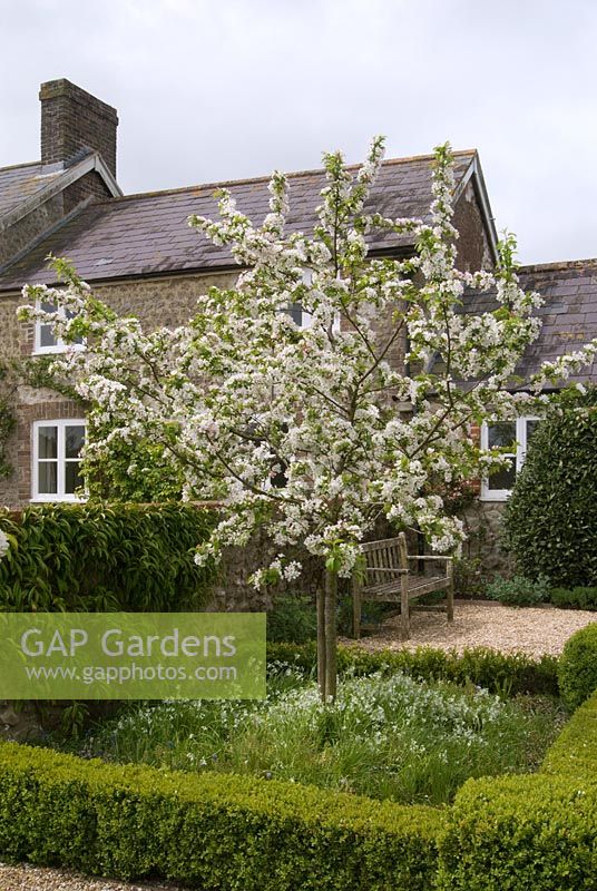 Malus 'Red Sentinel' in blossom in formal box-edged bed, with wooden seat on gravel, stone walls and Laurus nobilis - Grovestall Farm, Dorset, April