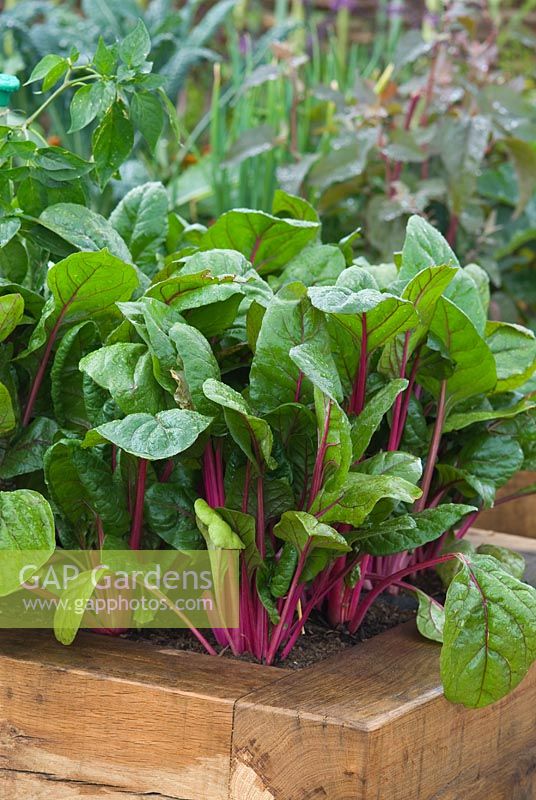 Pink Chard growing in raised wooden vegetable beds - RHS Hampton Court Flower Show