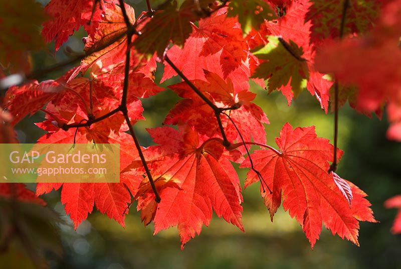 Acer japonicum 'Vitifolium' - Autumn foliage