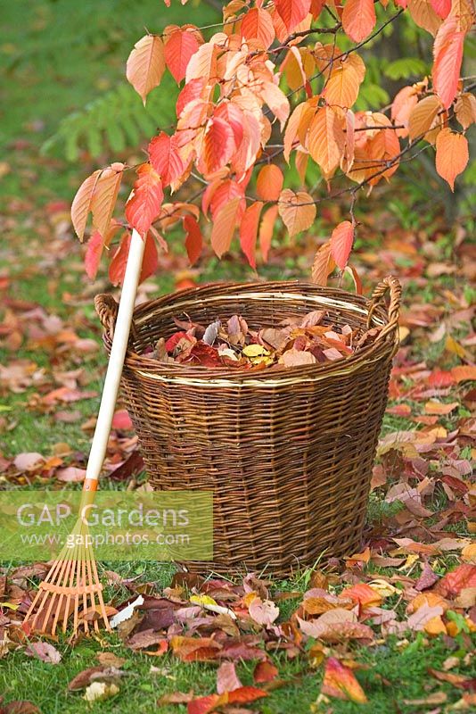 Wicker basket and raked leaves from Prunus tree