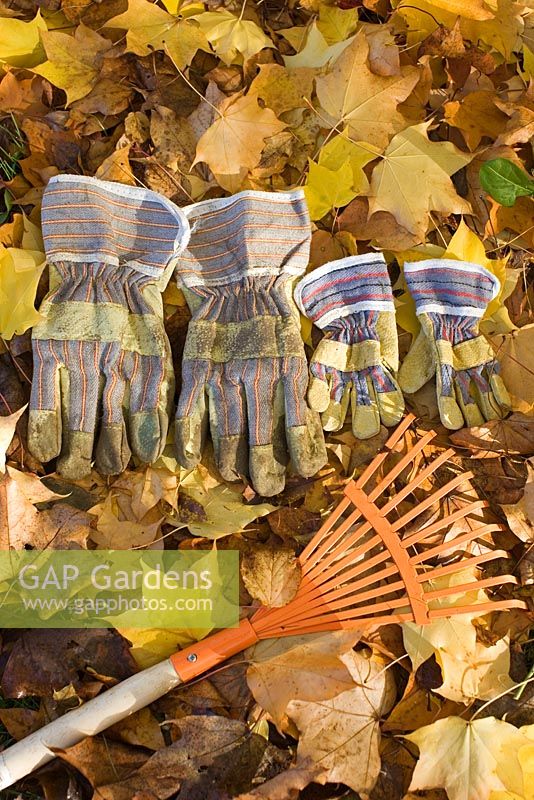 Gloves and rake on fallen leaves of Acer cappadocium 'Rubrum'
