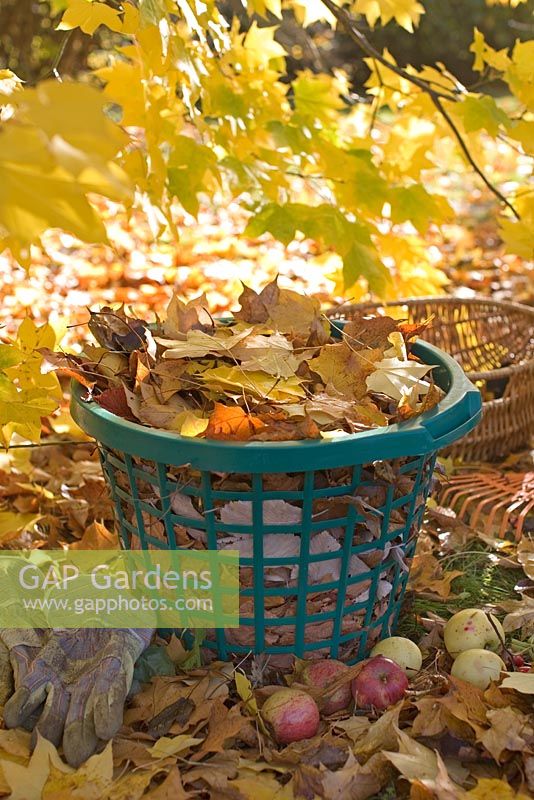 Raking up autumn leaves - Leaves in basket from Acer cappadocium 'Rubrum'