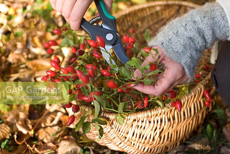 Woman cutting rosehips from wild roses in to wicker basket for flower arrangement