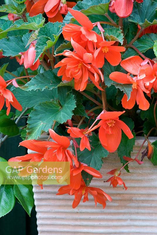 Tuberous Begonia in container