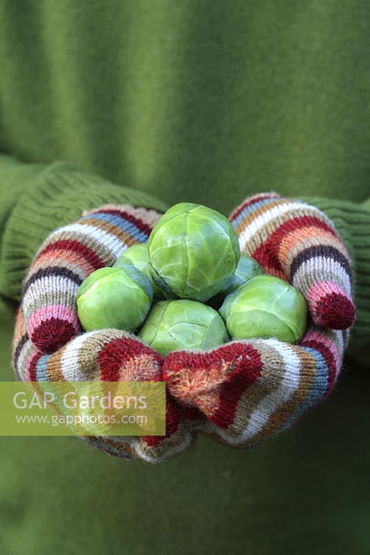 Man holding freshly picked brussels sprouts in gloved hands