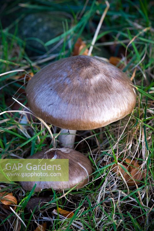 Plutus Cervinus - Deer Shield Mushroom, Plutée couleur de cerf, Rehbrauner Dachpilz