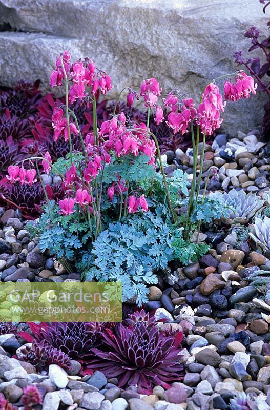 Gravel and rock garden with low growing alpines including Sempervivum and Dicentra - 'The Shepherd's Retreat' garden at RHS Hampton Court Flower Show