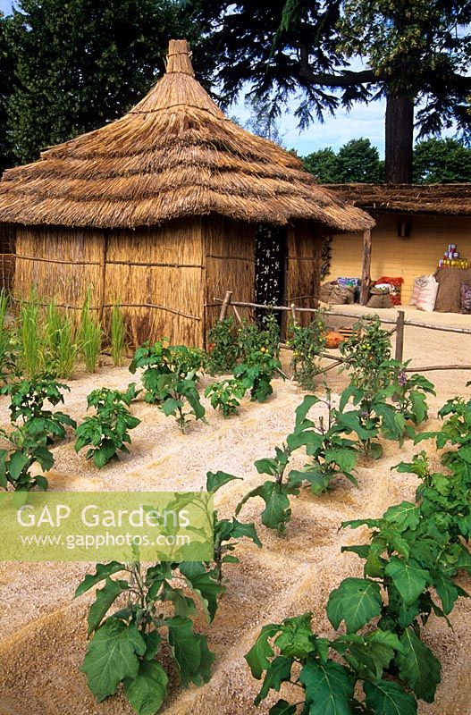 Aubergine, Peanut and Tomato planted in a vegetable garden with a straw shelter inspired by a West African market garden. 'Seeds of Hope' garden designed by Claire Whitehouse at RHS Hampton Court Flower Show