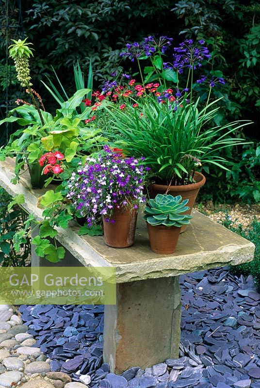 Stone table with August flowering plants in containers including Lobelia, Agapanthus, Pelargonium, Eucomis and Echeverium - Barleywood, Hampshire.