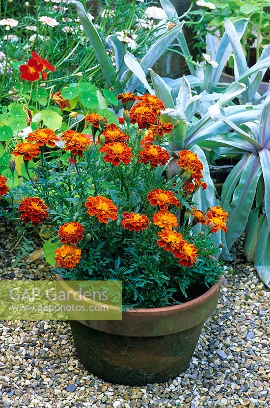 Tagetes - French marigolds growing in a container in August designed by Alan Titchmarsh at Barleywood, Hampshire.