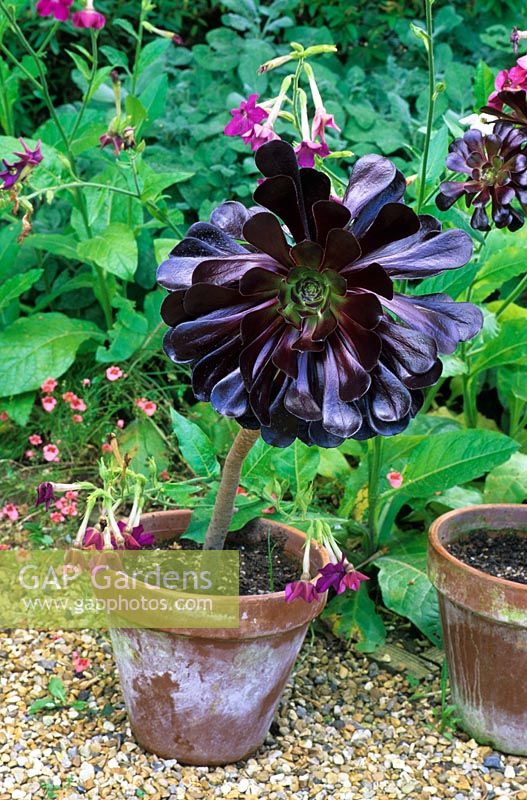 Aeonium arboreum 'Zwartkop' growing in a container. Designed by Alan Titchmarsh at Barleywood, Hampshire.