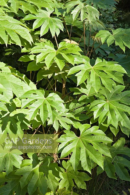 Fatsia japonica - Japanese aralia spreading suckering rounded evergreen shrub with thick steams