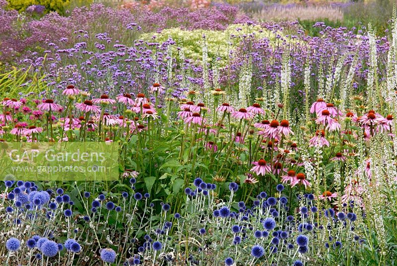 Mixed perennials including Echinops ritro 'Veitch's Blue', Echinacea 'Magnus', Veronicastrum virginicum 'Lavendelturm', Verbena bonariensis - The Italian Garden at Trentham, designed by Tom Stuart-Smith