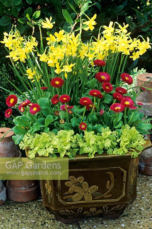 Multi-headed Narcissus 'Hawera' in Spring sunlight with red double daisies Bellis perennis 'Tasso Red' and an edging of dwarf golden feverfew, Tanacetum parthenium 'Golden Moss' growing in an Oriental pot