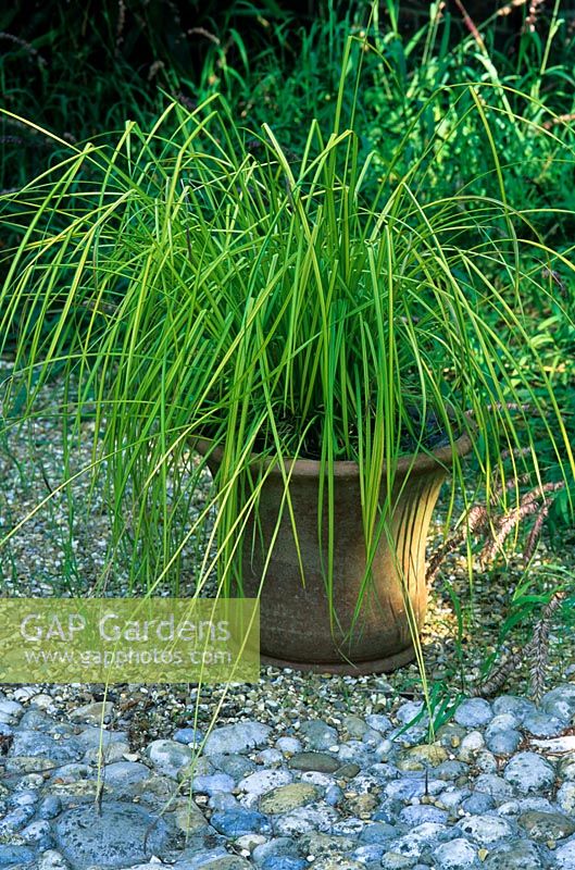 Carex in a terracotta container. Designed by Alan Titchmarsh at Barleywood, Hampshire.
