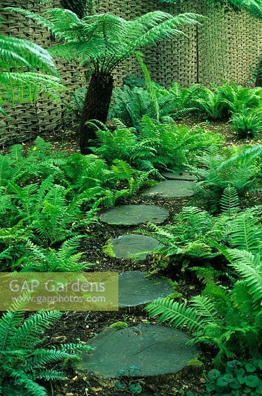 A path of tree trunk steps leads through a shady garden of ferns and Dicksonia. Designed by Alan Titchmarsh at Barleywood, Hampshire.