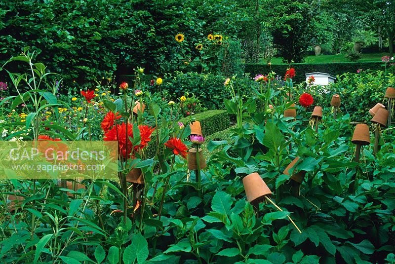 Dahlias, upturned straw filled flowerpots on stakes creating insect havens, step-over apples and a beehive in a summer border - Designed by Alan Titchmarsh at Barleywood, Hampshire