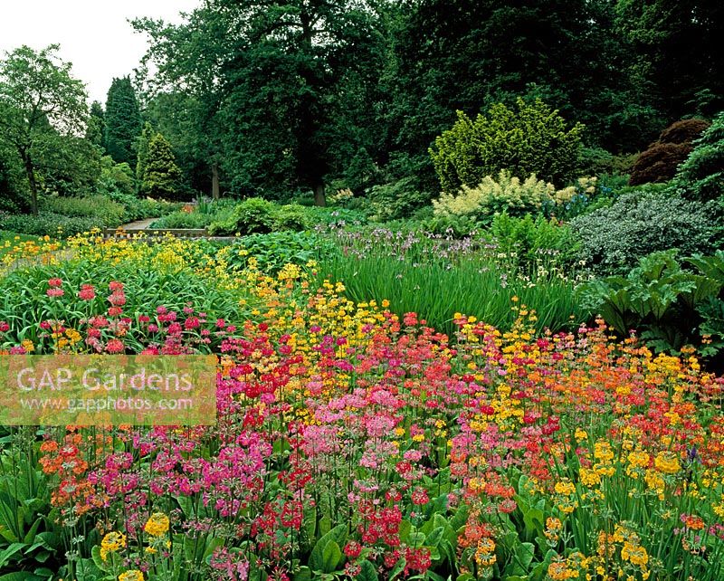 Streamside planting with candelabra Primulas - RHS Garden Harlow Carr