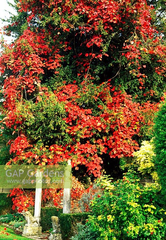 Scarlet Vitis cogetiae climbs into a nearby yew above steps linking the garden's terraces - Iford Manor, Bradford-on-Avon, Wiltshire
