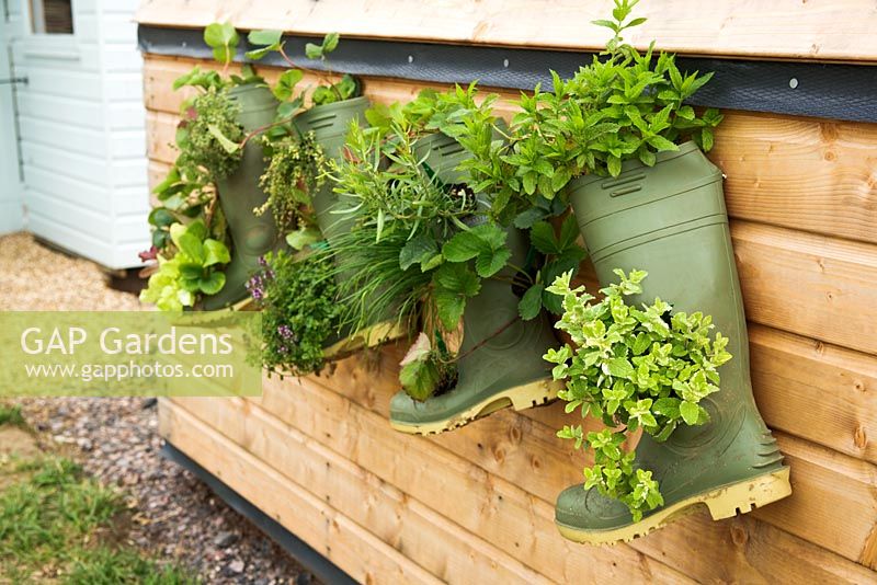 Green wellington boots used as planters for herbs including mint, chives, thyme and strawberries 