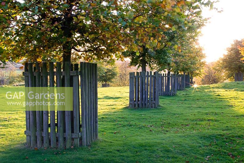 Fagus - Beech trees in a row protected by wooden enclosures