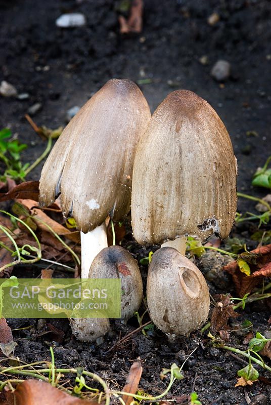 Coprinus atramentarius - Common Inkcap, Coprin noir d'encre, Grauer Falstentintling, Tippler's Bane. Inedible mushrooms.