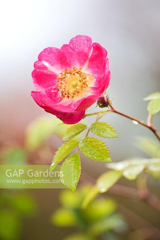 Rosa rubiginosa 'Magnifica' with dew drops