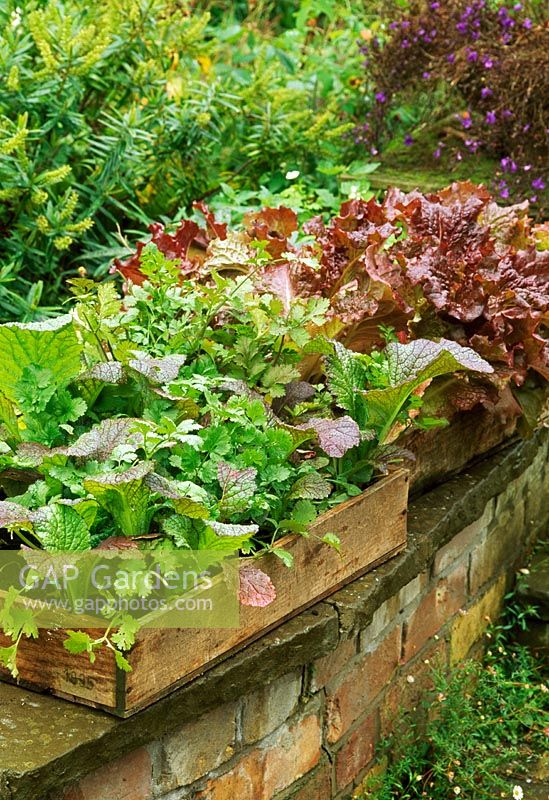 Wooden crates planted with red and green leaved salad vegetables