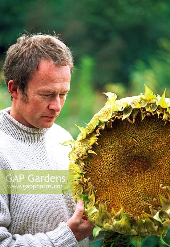 Man holding dried sunflower head