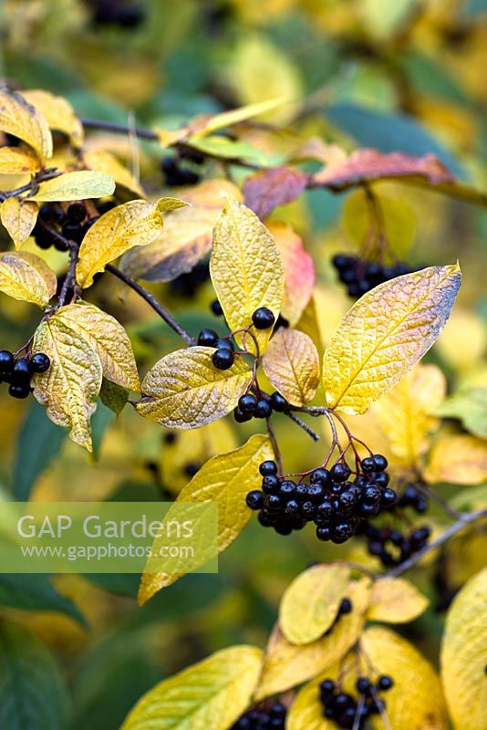 Cotoneaster moupinensi - berries and autumn foliage at Thorp Perrow Arboretum, Yorkshire