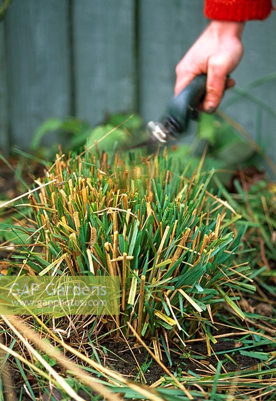 Trimming old leaves from ornamental grass in spring just before new growth starts