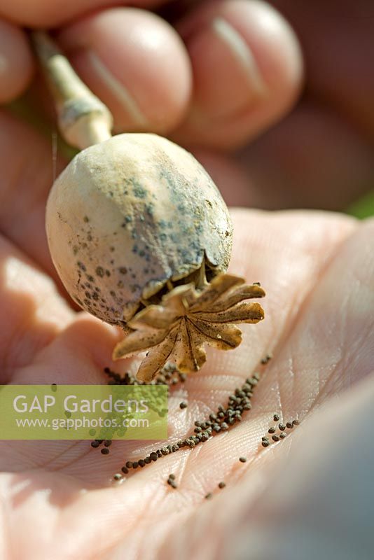 Collecting seeds by shaking them out of dried poppy seed head