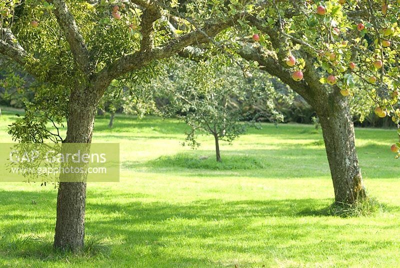 Apple tree orchard
