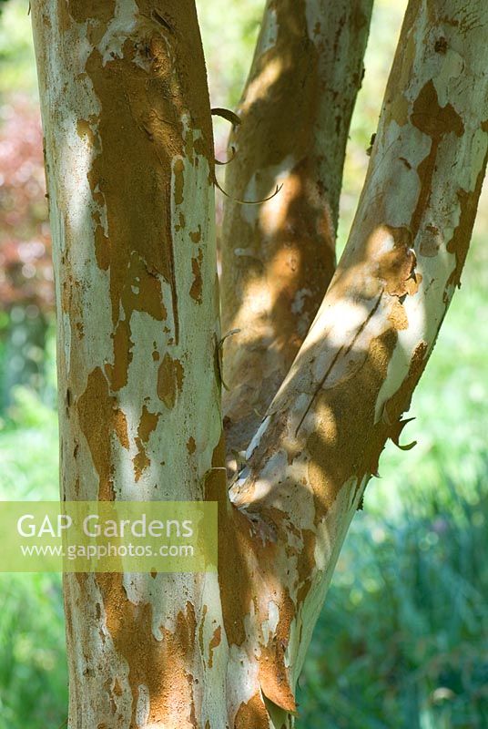 Peeling cinnamon coloured bark of Luma apiculata 