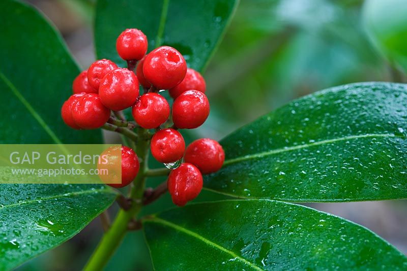 Skimmia japonica 'Highgrove Redbud'