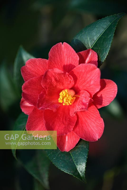 Camellia japonica 'Freedom Bell'