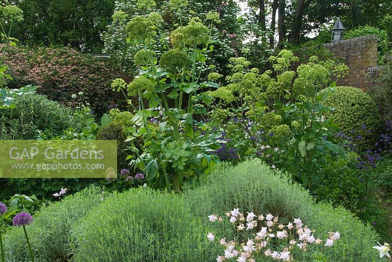 Tall angelica, Angelica archangelica, towers above mounds of santiolina and delicate aquilegias in the walled herb garden with Phlomis fruticosa and clipped variegated box behind. Private garden, Hampshire.