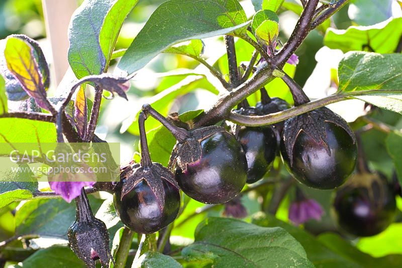 Solanum melongena 'Bambino' 