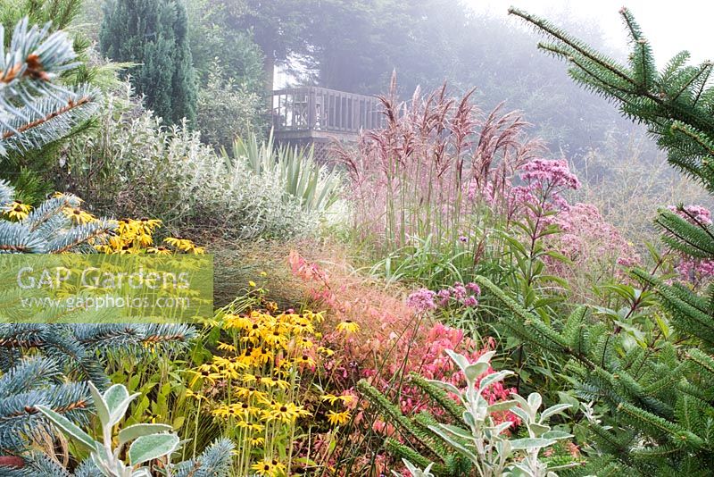 Prairie garden with Rudbeckia deamii and Miscanthus at Honeybrook House Cottage, Worcestershire