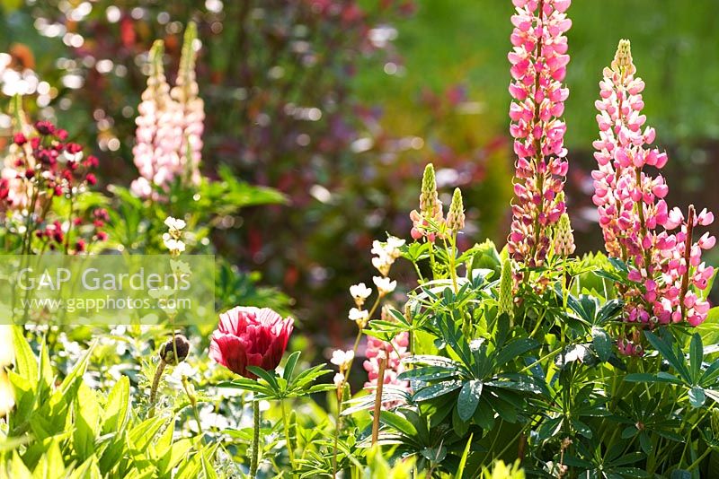 Lupinus, Papaver and Astrantia at Honeybrook House Cottage, Worcestershire
