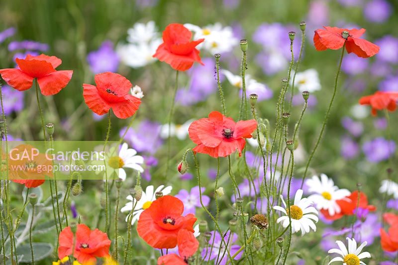 Papaver and ox-eye daisies at Honeybrook House Cottage, Worcestershire