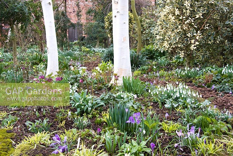 Snowdrops and winter flowers under birch trees and a woodland bark path at Dial Park, Chaddesley Corbett, Worcestershire