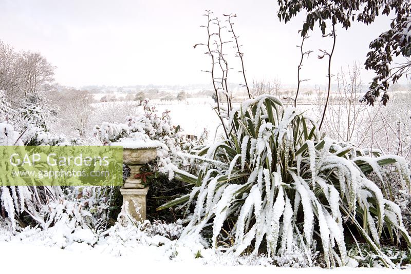 Phormium and urn under snow at Honeybrook House Cottage, Worcestershire