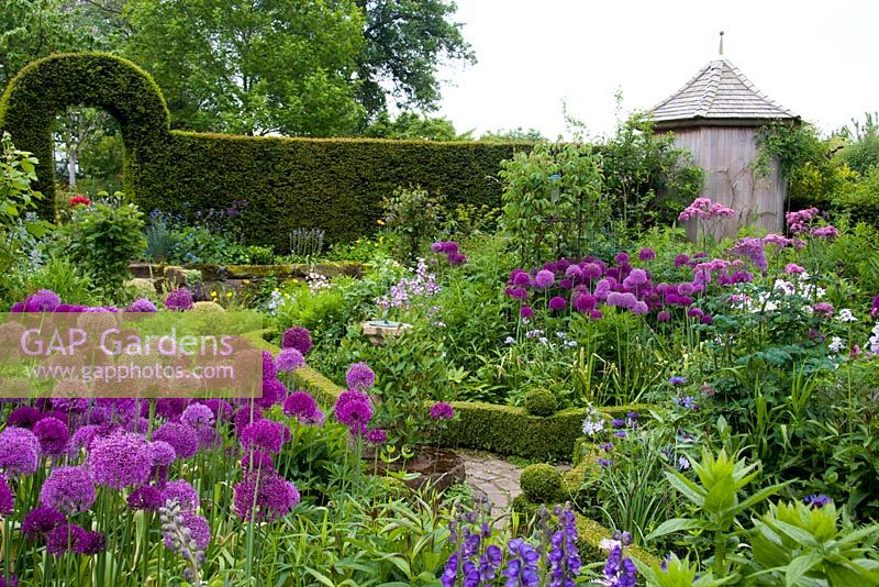 Borders with alliums including Allium hollandicum and box hedges with a wooden gazebo and yew hedge at Dial Park in Worcestershire